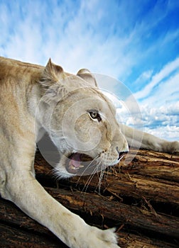 Beautiful rare African white lionesses