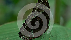 Beautiful rare butterfly sitting on leaf sideways, entomology science, close-up