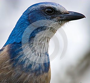 Beautiful Rare and Endangered Florida Scrub Jay in Central Florida