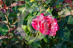 Rare rose with unrivaled beauty! photo