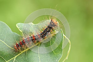 A beautiful rare Gypsy Moth Caterpillar Lymantria dispar feeding on an oak tree leaf in woodland.