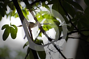 beautiful and rare image of common tailor bird sitting on a tree branch