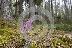 Beautiful and rare orchid, calypso orchid Calypso bulbosa, blooming in spring in Finnish nature