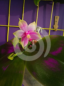 Beautiful rare orchid in pot on blue background