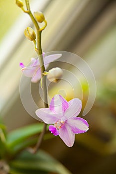 Beautiful rare orchid in pot on blurred background