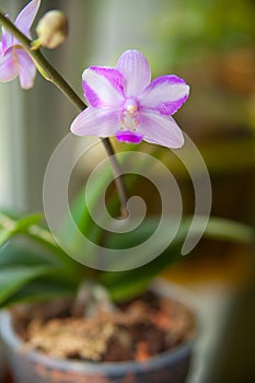 Beautiful rare orchid in pot on blurred background