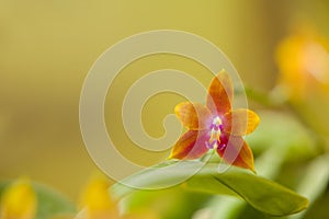 Beautiful rare orchid in pot on blurred background