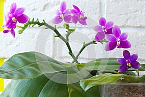 Beautiful rare orchid in pot on blurred background photo