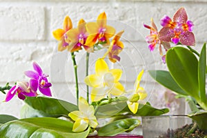 Beautiful rare orchid in pot on blurred background