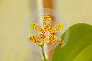 Beautiful rare orchid in pot on neutral background