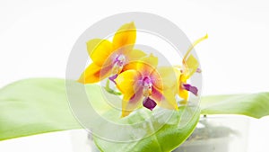 Beautiful rare orchid in pot on a White background