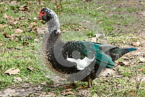Beautiful and rare species of black muscovy duck with glossy blue green wings, Cairina moschata