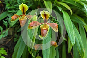 Beautiful rare wild orchids Paphiopedilum villosum