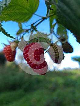The beautiful raspberry