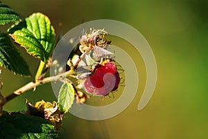 Beautiful Raspberry