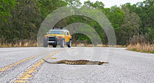 Beautiful rattlesnake crossing busy road with traffic on pavement or asphalt road. Eastern Diamondback - adamanteus crotalus - photo