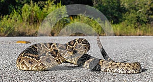 Beautiful rattlesnake retreating on pavement or asphalt road.  Eastern Diamondback - adamanteus crotalus-long rattle in defense photo