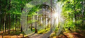 Beautiful rays of sunlight in a green forest photo