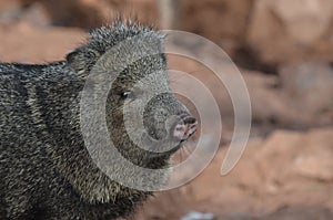 Beautiful razorback pig looking down on the ground