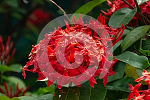 Beautiful Rea Ixora. photo