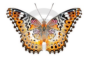 Beautiful Real Cethosia Hypsea malay Lacewing butterfly isolated on a white background with clipping path