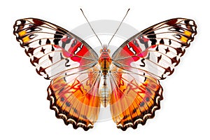 Beautiful Real Cethosia Hypsea malay Lacewing butterfly isolated on a white background with clipping path