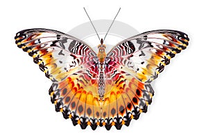 Beautiful Real Cethosia Hypsea malay Lacewing butterfly isolated on a white background with clipping path