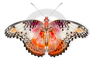 Beautiful Real Cethosia Hypsea malay Lacewing butterfly isolated on a white background with clipping path