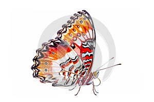 Beautiful Real Cethosia Hypsea malay Lacewing butterfly isolated on a white background. Side view