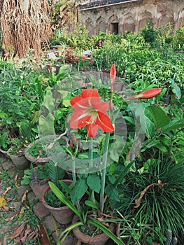 Beautiful real  red flower  in garden