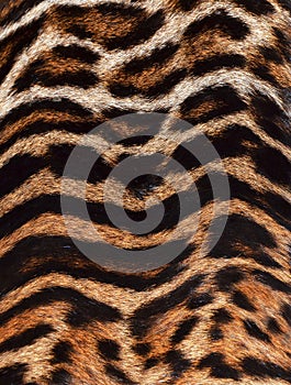Beautiful real skin of leopard