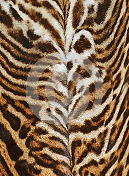 Beautiful real skin of leopard