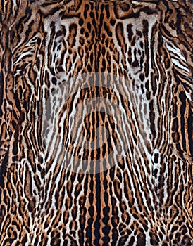 Real skin of leopard