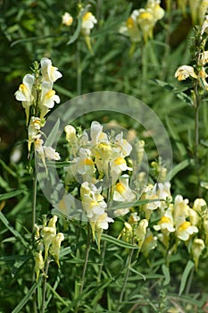 Real Toadflax