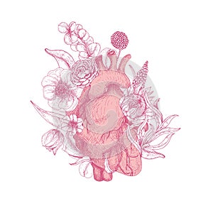 Beautiful realistic anatomical heart overgrown with spring blooming flowers hand drawn with pink contour lines on white