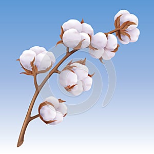 Beautiful realistic cotton branch isolated on blue background