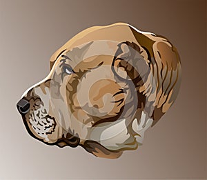 Beautiful realistic vector portrait of a dog breed of central Asian Shepherd