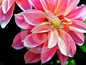 A beautiful recently opened pink dahlia photo