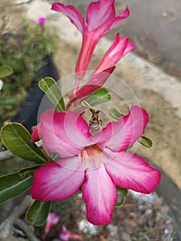 beautiful red adenium flowers planted by farmers in the yard next to the house