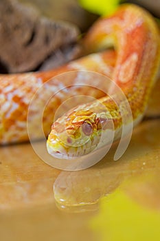 Beautiful red albino corn snake reptile