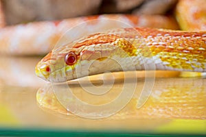 Beautiful red albino corn snake reptile on yellow green blurred