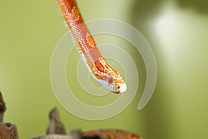 Beautiful red albino corn snake reptile on yellow green blurred