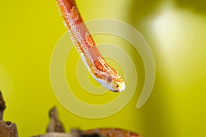 Beautiful red albino corn snake reptile on yellow green blurred