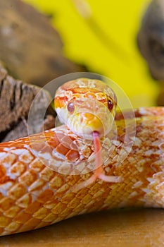 Beautiful red albino corn snake reptile on yellow green blurred