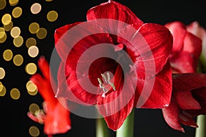 Beautiful red amaryllis flowers on black background, closeup. Bokeh effect