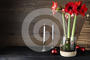 Beautiful red amaryllis flowers and Christmas decor on black wooden table. Space for text