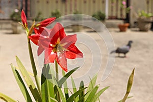 Beautiful Red Amaryllis Lily Flowers