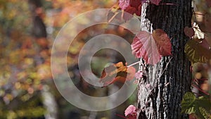 Beautiful red amber and orange leaves flutter around a tree trunk in fall