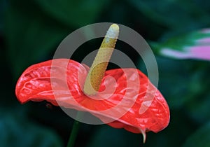 Beautiful red anthodium