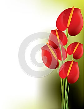 Beautiful red anthurium